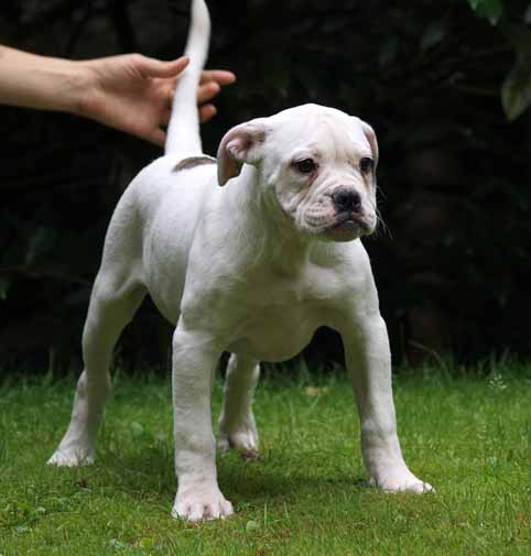 Darkenwald american bulldog pup